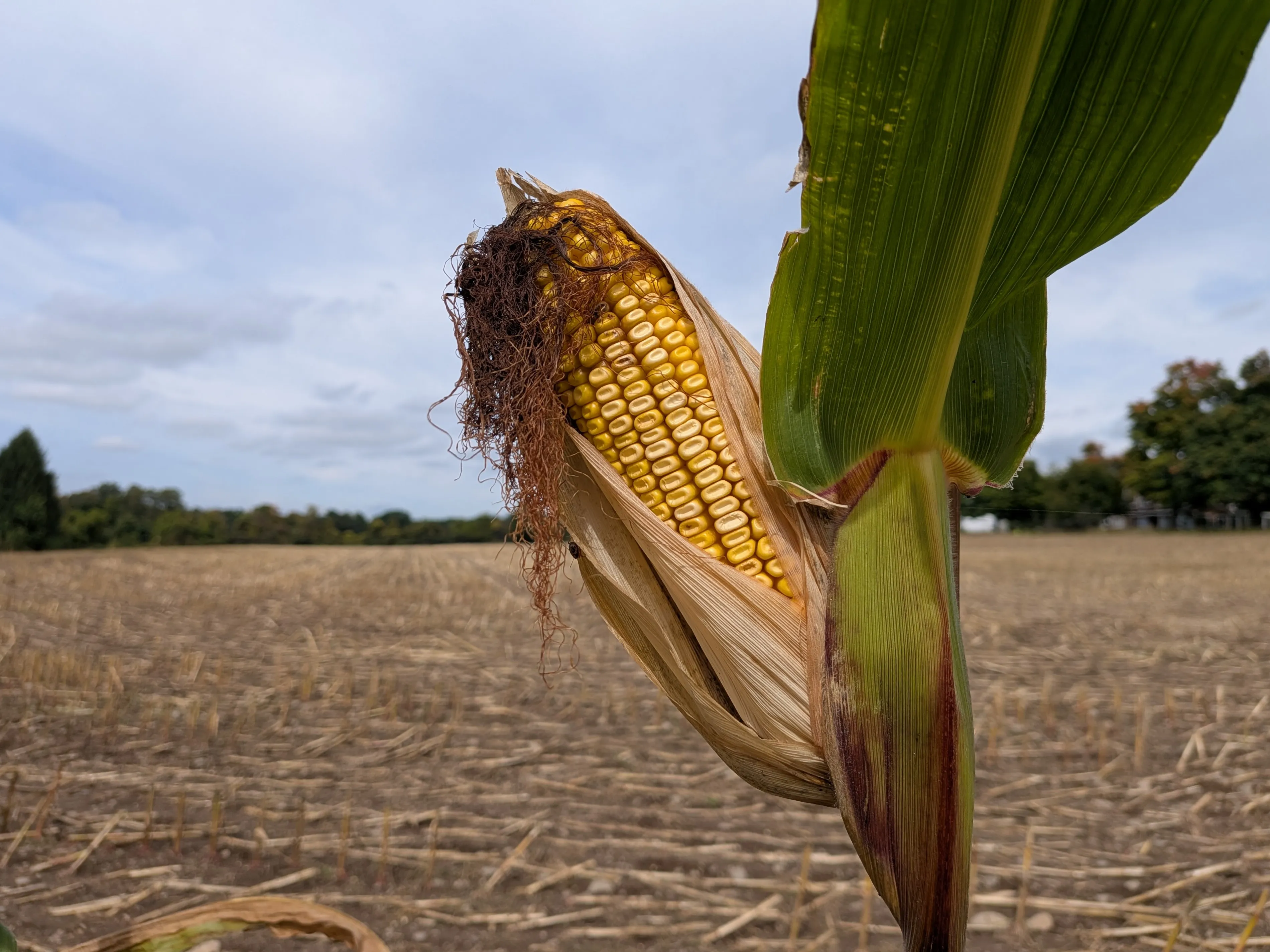A head of corn in front of a corn field in Kinderhook